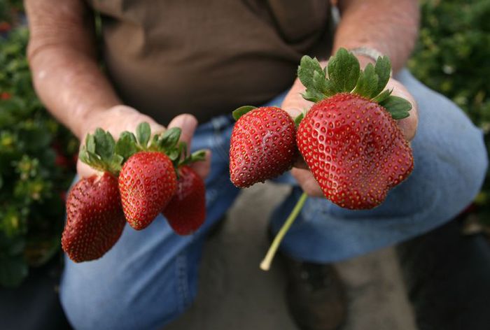 b4s_berries0325a_114075a_8col