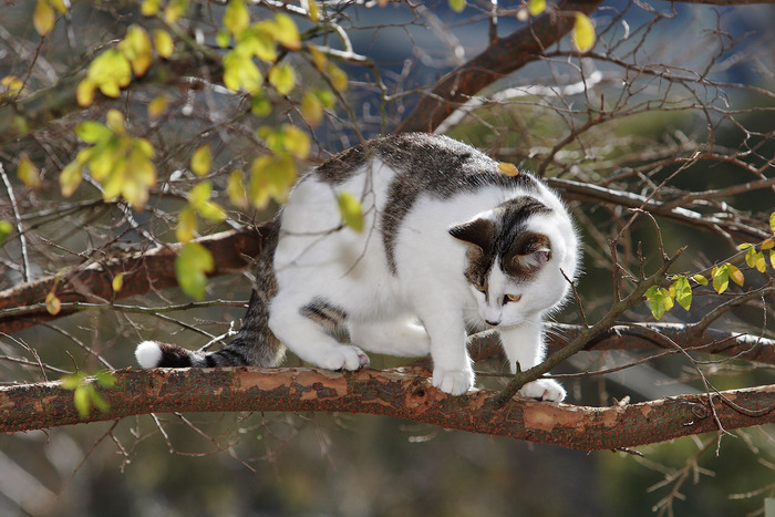 Cat_in_tree03 - Album pisicutze pentru biutiful