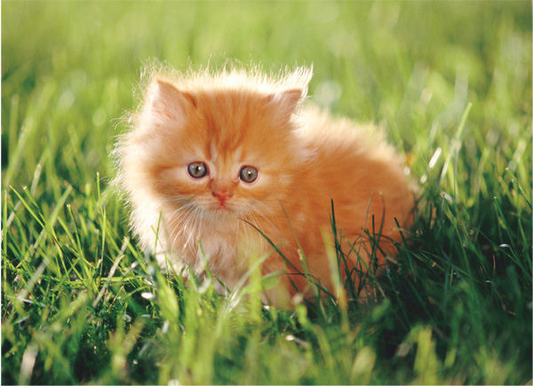 kitten - Album pisicutze pentru biutiful