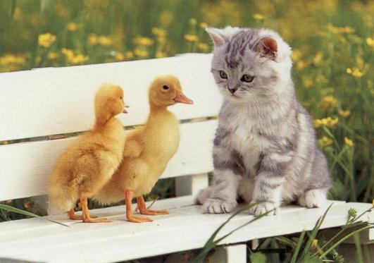 Kitten-Ducks - Album pisicutze pentru biutiful