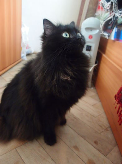 P5077791 - 1 vetplus