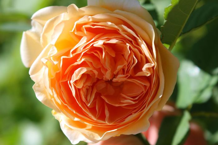 Crown Princess Margareta - Trandafiri din gradina mea