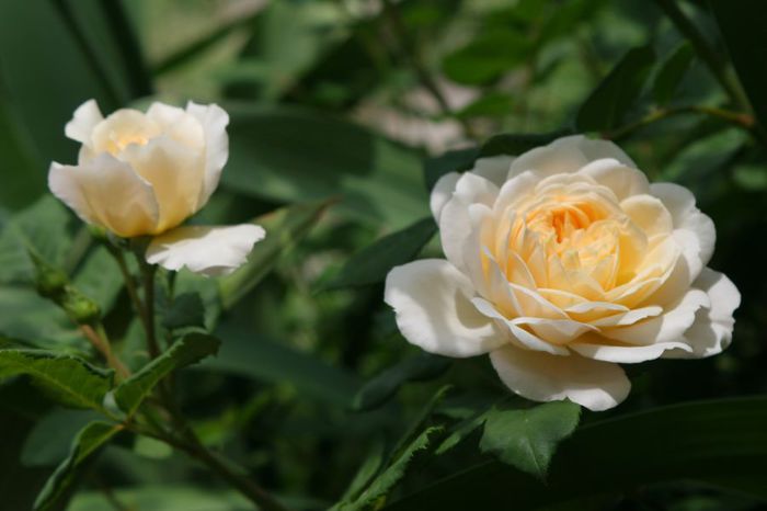 Crocus Rose - Trandafiri din gradina mea