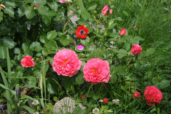 Rosarium Uetersen - Trandafiri din gradina mea