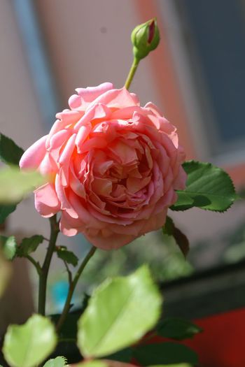 Jubilee Celebration - Trandafiri din gradina mea