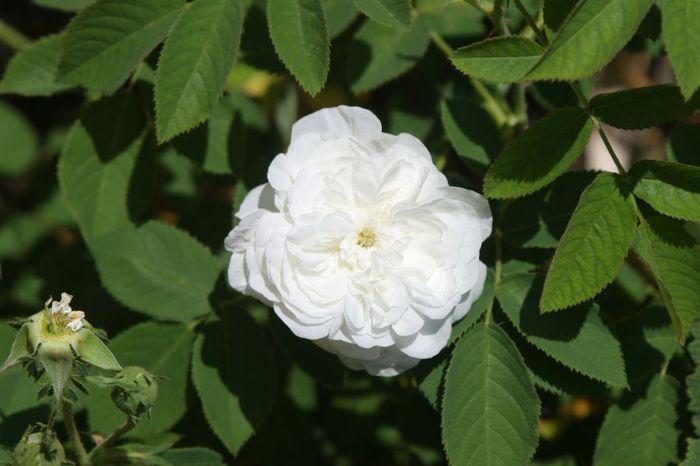 Mme Hardy - Trandafiri din gradina mea