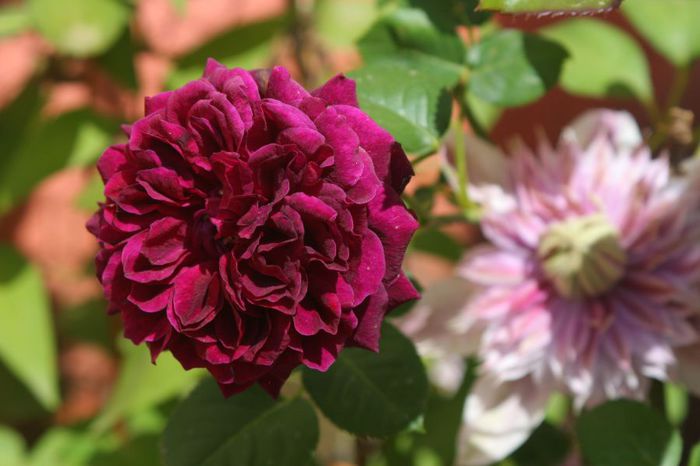 Tradescant - Trandafiri din gradina mea