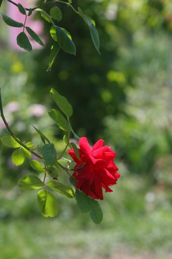 Paul's Scarlet - Trandafiri din gradina mea