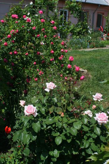 Leonardo da Vinci si SAvoy Hotel