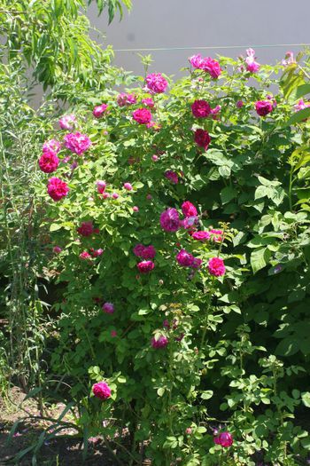 Great Western - Trandafiri din gradina mea