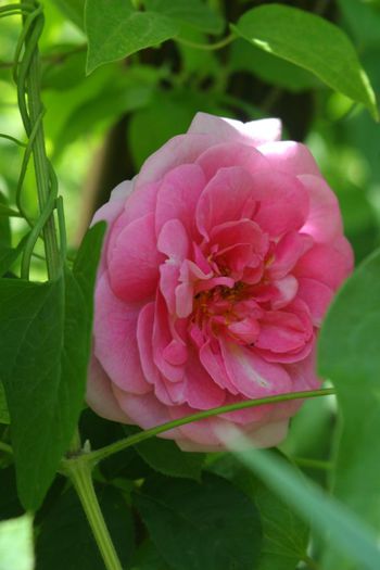 IMG_3729 - Trandafiri din gradina mea