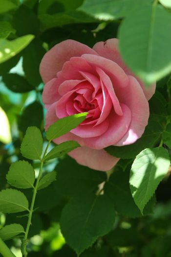 IMG_3730 - Trandafiri din gradina mea