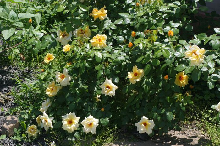 Golden Showers - Trandafiri din gradina mea