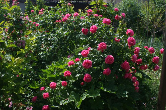 Leonardo da Vinci - Trandafiri din gradina mea