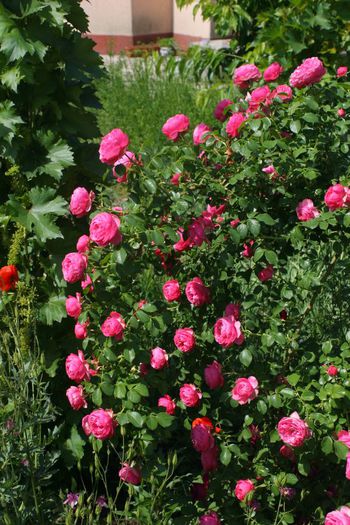 Leonardo da Vinci - Trandafiri din gradina mea