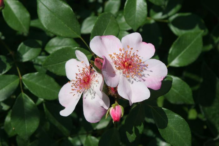 Astronomia - Trandafiri din gradina mea