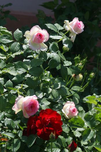 Eden Rose si Lilli Marlene - Trandafiri din gradina mea