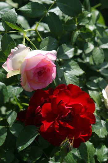Eden Rose si Lilli Marlene - Trandafiri din gradina mea