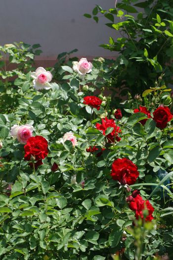 Eden Rose si Lilli Marlene - Trandafiri din gradina mea