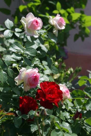 Eden Rose si Lilli Marlene - Trandafiri din gradina mea