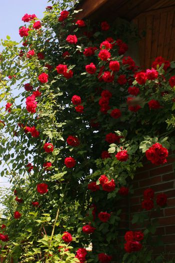 Paul's Scarlet - Trandafiri din gradina mea