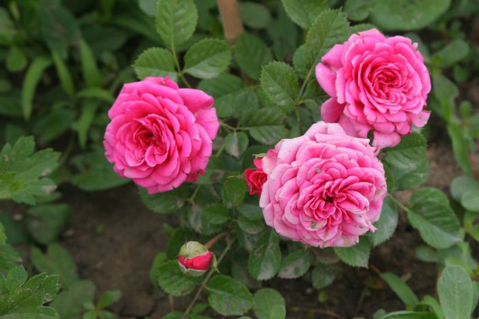 IMG_3963 - Trandafiri din gradina mea