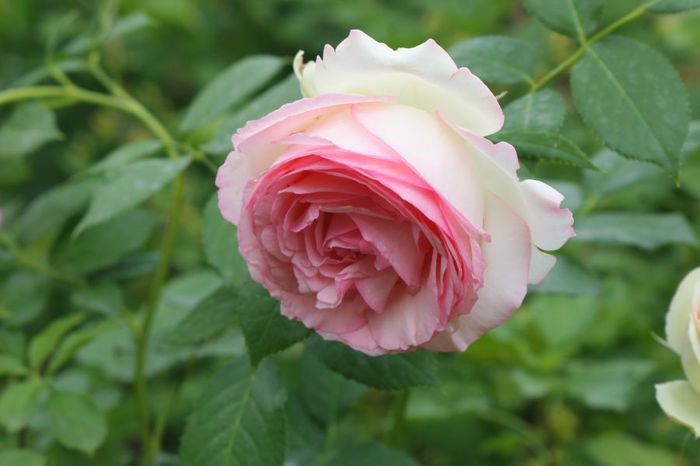 Eden Rose - Trandafiri din gradina mea