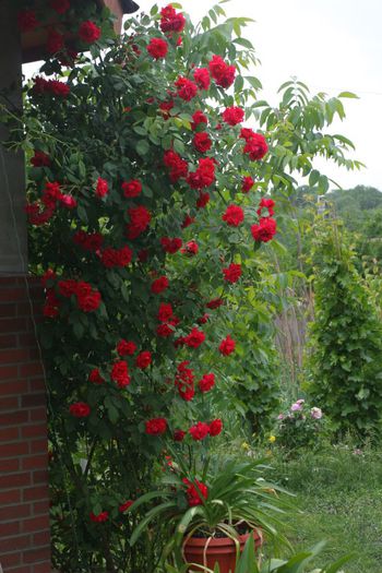 Paul's Scarlet - Trandafiri din gradina mea