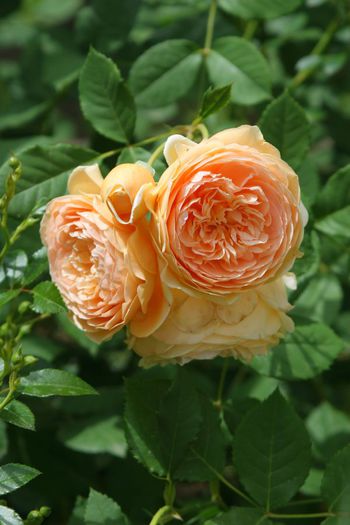 Crown Princess Margareta - Trandafiri din gradina mea