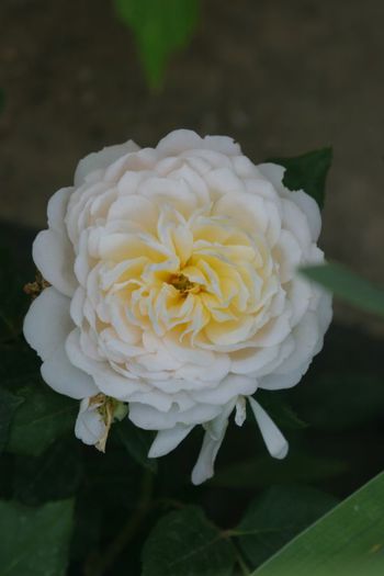 Crocus Rose - Trandafiri din gradina mea