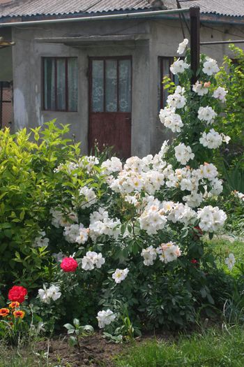 Sally Holmes - Trandafiri din gradina mea