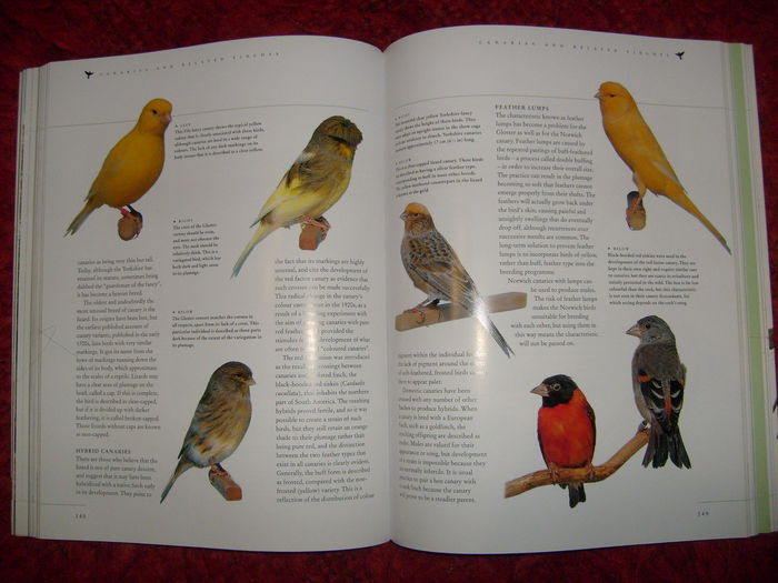 i - L1 - Literatura - ornitologie