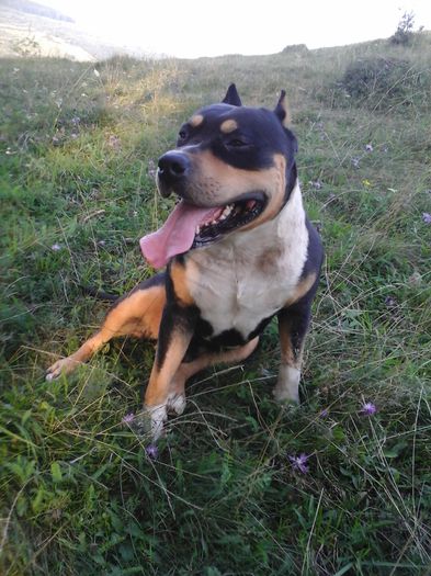 BRUTUS - DE VANZARE PUI PITBULL BLUE SI NEGRU TRICOLOR EXPIRAT  2