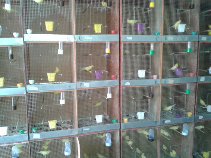 crescatorie; crescatorie
