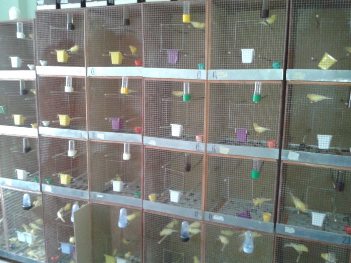 crescatorie; crescatorie
