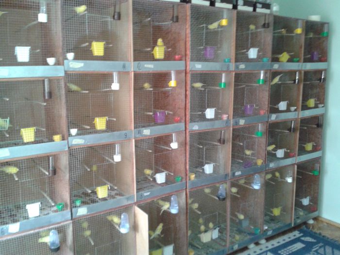 crescatorie; crescatorie
