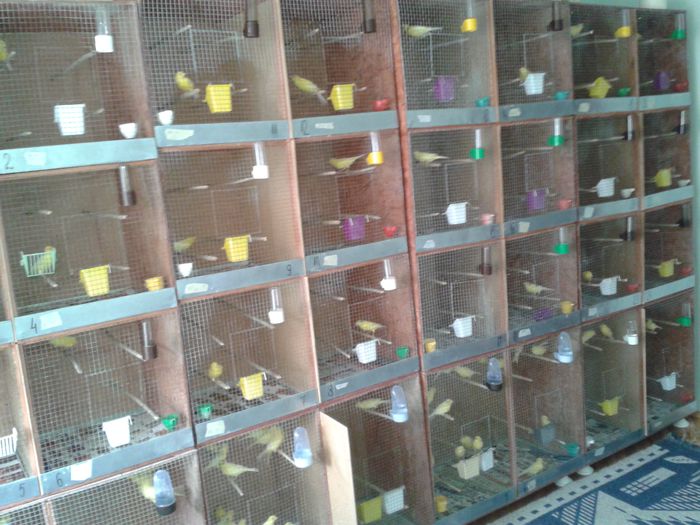 crescatorie; crescatorie
