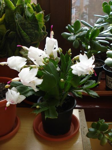 in floare (1) - zygocactus si schlumbergera