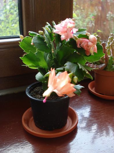 in floare (2) - zygocactus si schlumbergera