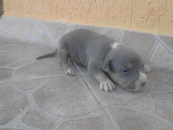 M. 1......    12 ZILE - DE VANZARE PUI PITBULL BLUE SI NEGRU TRICOLOR EXPIRAT  2