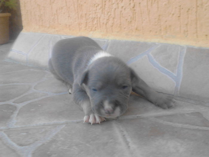 M 2 - DE VANZARE PUI PITBULL BLUE SI NEGRU TRICOLOR EXPIRAT  2