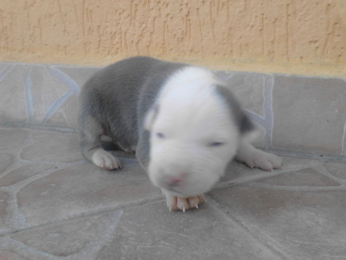 M 3 .de vanzare - DE VANZARE PUI PITBULL BLUE SI NEGRU TRICOLOR EXPIRAT  2