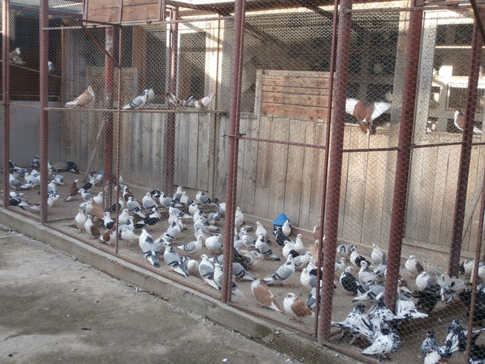 Tineret 2014 Octombrie