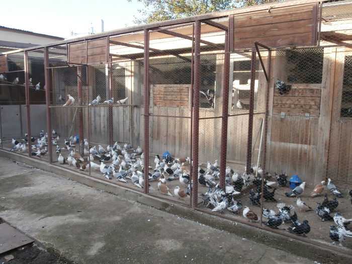 Tineret 2014 Octombrie