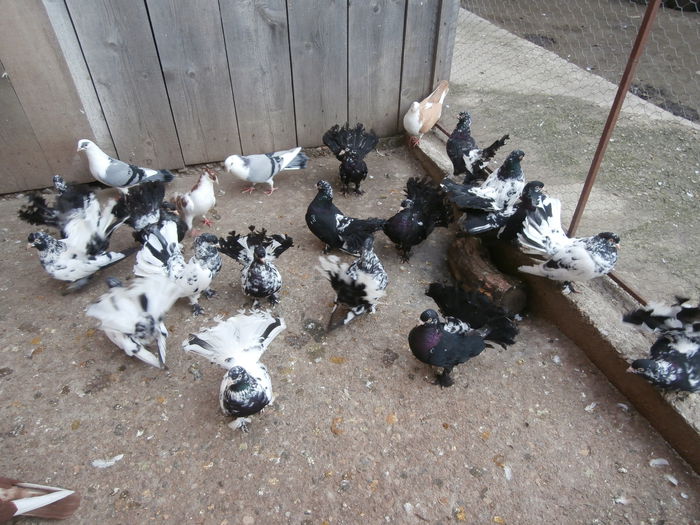 Tineret 2014 Octombrie