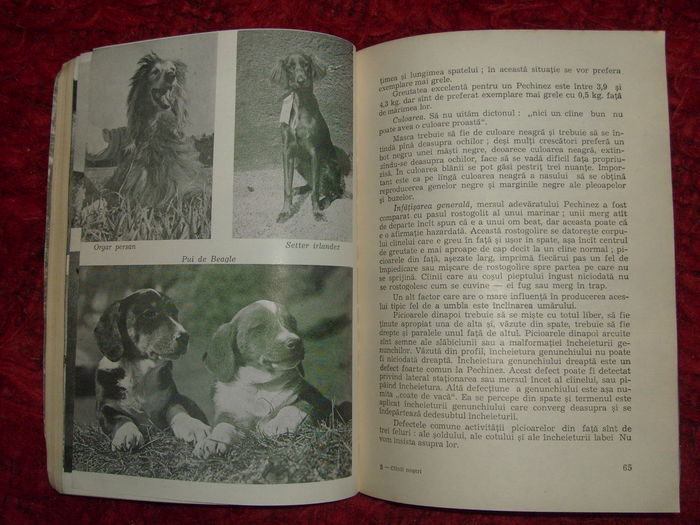 i - L2 - Literatura despre animale in general