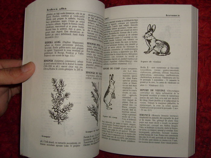 i - L2 - Literatura despre animale in general