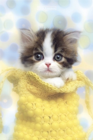 lgph0223 kitten-in-a-bag-keith-kimberlin-poster - Album pisicutze pentru biutiful