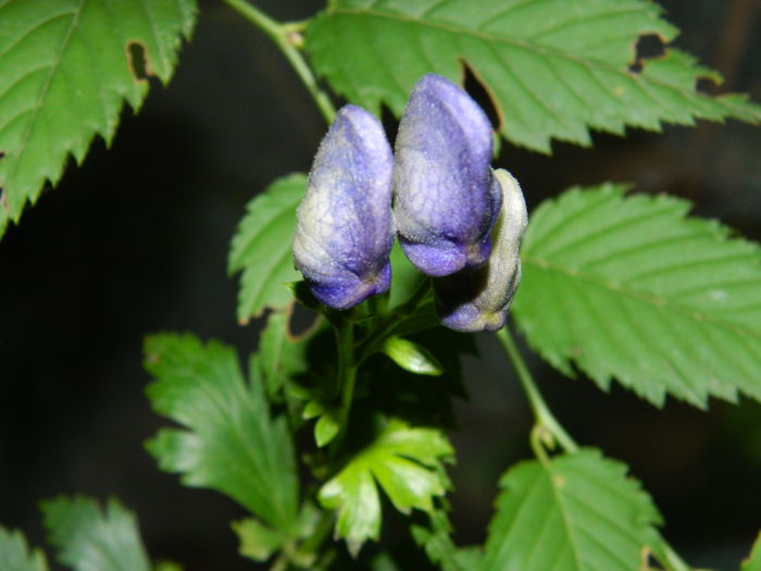 DSCN1828 Ileanap omag