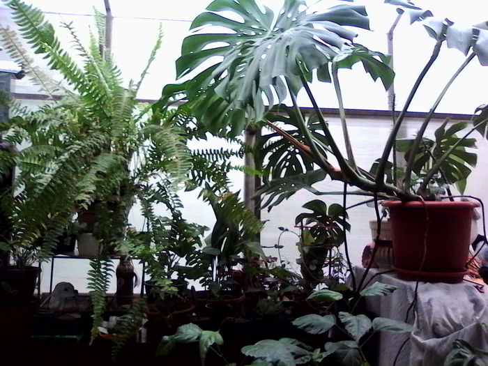 IMG_20141025_125256 - Plante II